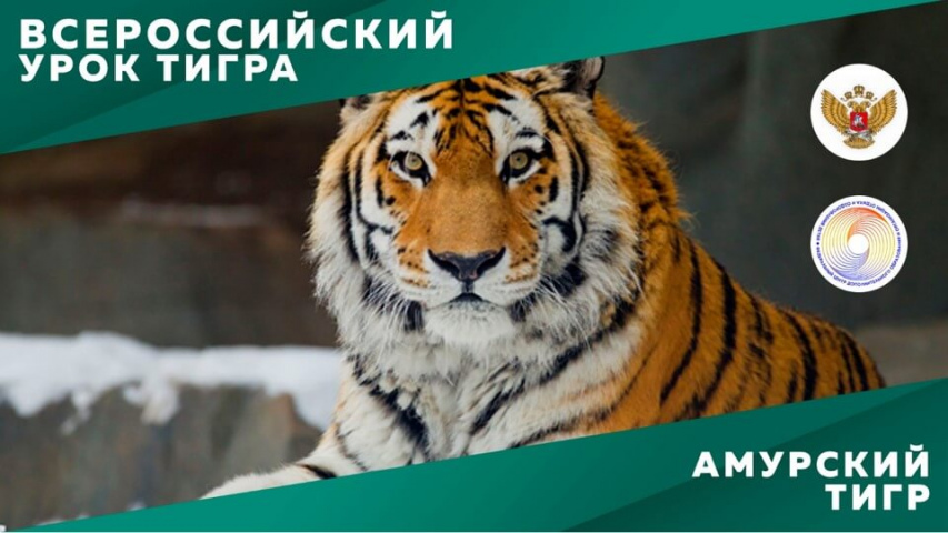 Приглашаем к участию во Всероссийском уроке тигра